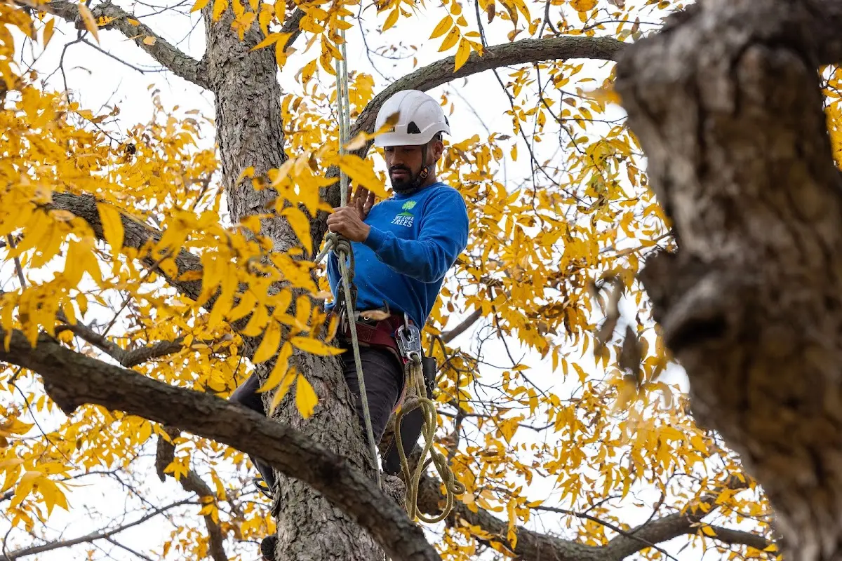 Skilled Tree Planing crew working in Albertson